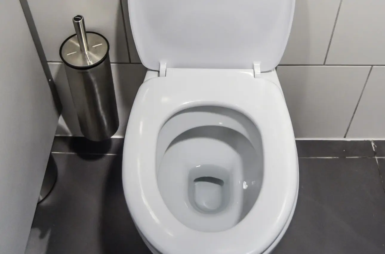 Allarme insetti che escono dal water: ecco perché succede e come bloccarli subito