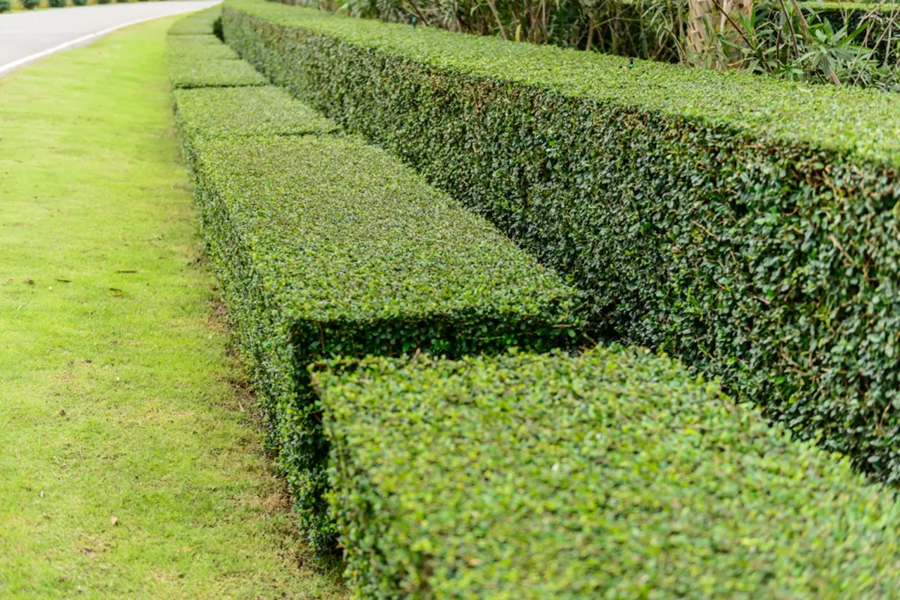 Stanco degli sguardi dei vicini? Ecco il trucco economico per avere privacy in giardino subito