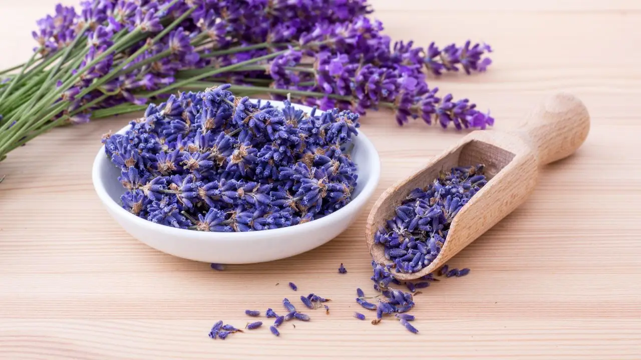 L’errore che fanno tutti quando piantano la lavanda e che la fa morire: ecco la distanza giusta